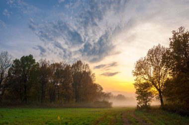 sis, sis, sis, duman, brume, toman. Sonbahar meşe ormanında sis