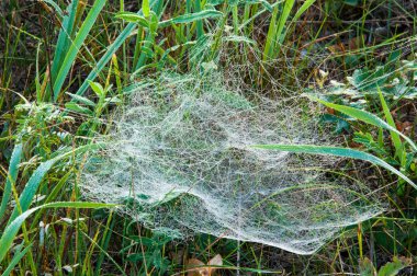 Ağ, örümcek ağı, örümcek ağı, ağ, doku, örümcek ağı
