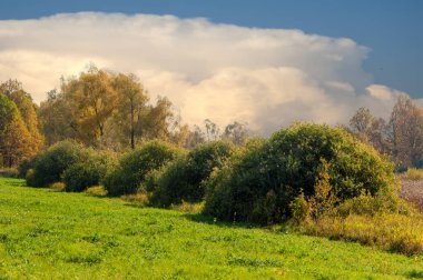 Sonbahar karışık meşe ormanı