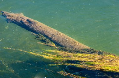 Nehir sonbaharda, nehir karmaşık desen yosun
