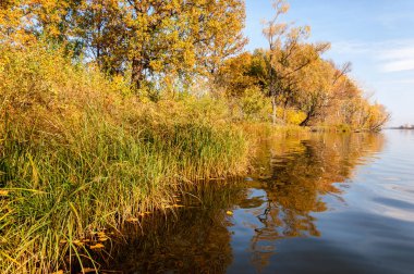 Sonbahar nehri, Sonbahar ağaçları altın içinde