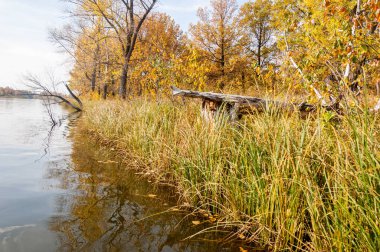 Sonbahar nehri, Sonbahar ağaçları altın içinde