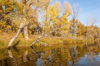 Sonbahar nehri, Sonbahar ağaçları altın içinde