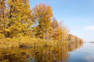 Sonbahar nehri, Sonbahar ağaçları altın içinde