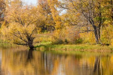Sonbahar manzarası. Milli parktaki güzel sonbahar ormanı.