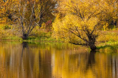 Sonbahar manzarası. Milli parktaki güzel sonbahar ormanı.