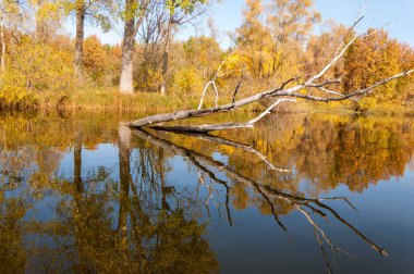 Sonbahar nehri, Sonbahar ağaçları altın içinde