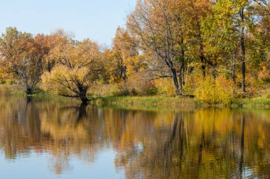 Sonbahar manzarası. Milli parktaki güzel sonbahar ormanı.