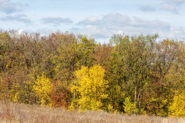 Sonbahar yaprak döken orman, güneşli bir gün