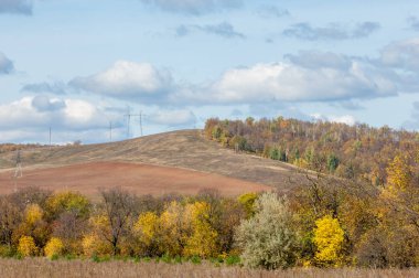 Sonbahar yaprak döken orman, güneşli bir gün