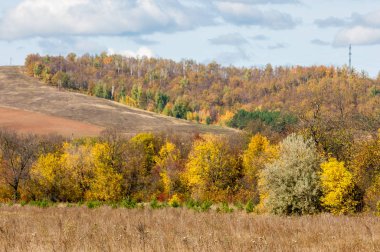 Sonbahar yaprak döken orman, güneşli bir gün