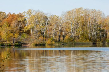 Sonbahar nehri, Sonbahar ağaçları altın içinde
