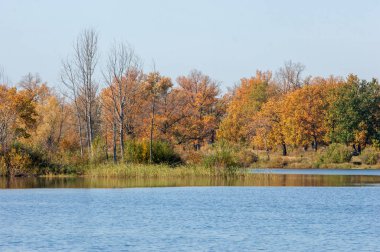 Sonbahar nehri, Sonbahar ağaçları altın içinde