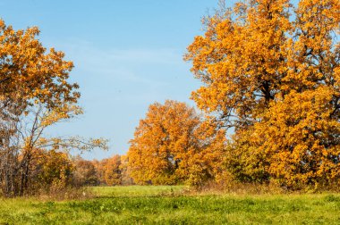Sonbahar manzarası. Büyük sonbahar meşesi