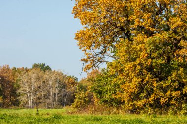 Sonbahar manzarası. Büyük sonbahar meşesi