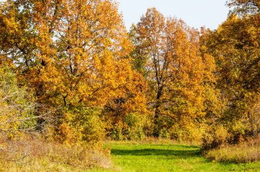 Sonbahar manzarası. Büyük sonbahar meşesi
