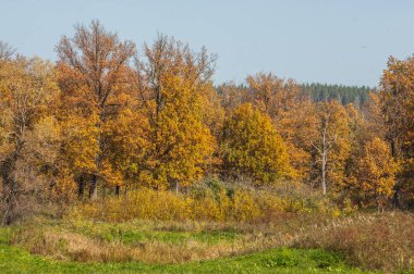 Sonbahar manzarası. Büyük sonbahar meşesi
