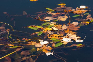 Doku, arka plan. Ağaçların yaprakları suya düştü.