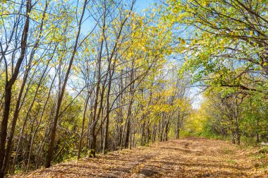 Sonbahar ormanlarında sonbahar kır yolu