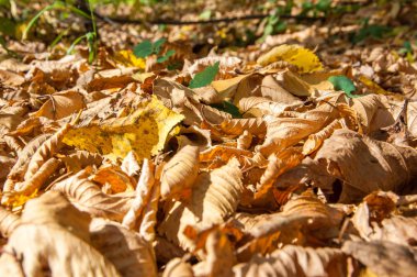 Sonbahar yaprak döken orman, güneşli bir gün