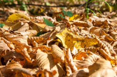 Sonbahar yaprak döken orman, güneşli bir gün