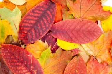 Sonbahar Yaprakları. 