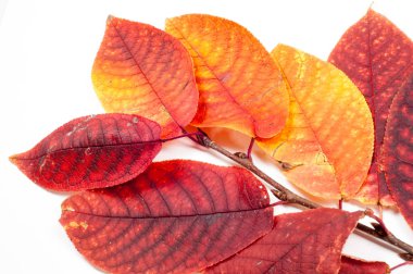 Sonbahar Yaprakları. 