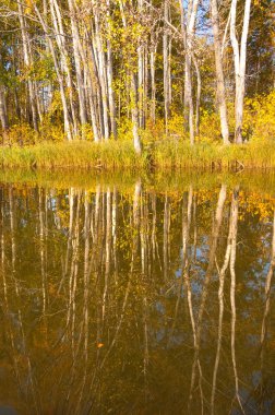 Sonbahar nehri, Sonbahar ağaçları altın içinde