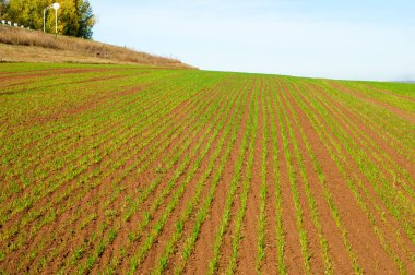 Sonbahar, kış bitkileri tahıl vuruyor