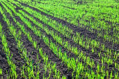 Sonbahar, kış bitkileri tahıl vuruyor