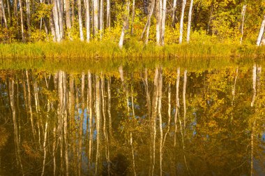 Sonbahar nehri, Sonbahar ağaçları altın içinde