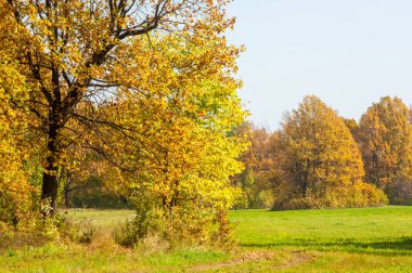 Sonbahar manzarası. Milli parktaki güzel sonbahar ormanı.