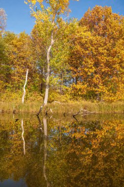 Sonbahar nehri, Sonbahar ağaçları altın içinde