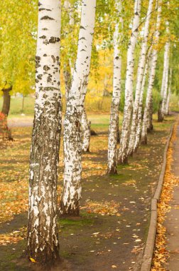 Güzel yapraklar dökülür, kapanır