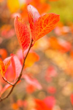 Güzel yapraklar dökülür, kapanır