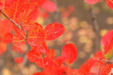 Güzel yapraklar dökülür, kapanır