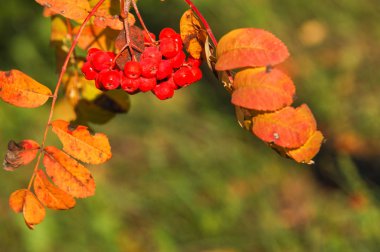 Sonbahar güzel ışık. Güzel sonbahar yaprakları. Rowan Sonbahar Ph