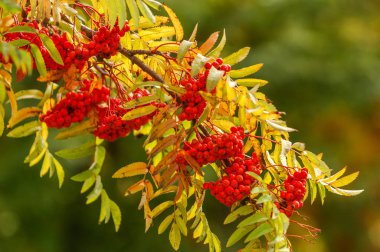 Sonbahar güzel ışık. Güzel sonbahar yaprakları. Rowan Sonbahar Ph