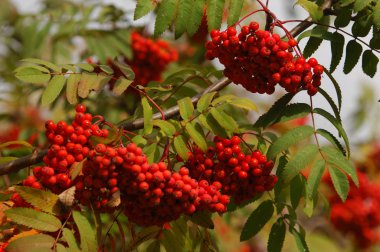 Sonbahar güzel ışık. Güzel sonbahar yaprakları. Rowan Sonbahar Ph