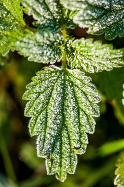 İlk sonbahar frost, Frost'un üzerinde yeşil yaprakları