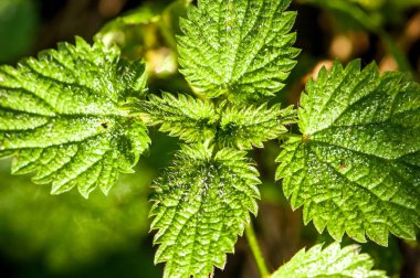 İlk sonbahar frost, Frost'un üzerinde yeşil yaprakları