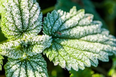 İlk sonbahar frost, Frost'un üzerinde yeşil yaprakları