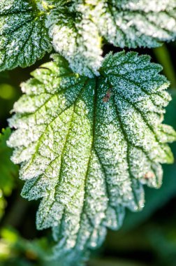 İlk sonbahar frost, Frost'un üzerinde yeşil yaprakları