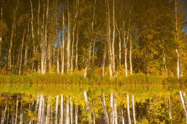 Sonbahar nehri, Sonbahar ağaçları altın içinde