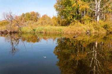 Sonbahar nehri, Sonbahar ağaçları altın içinde