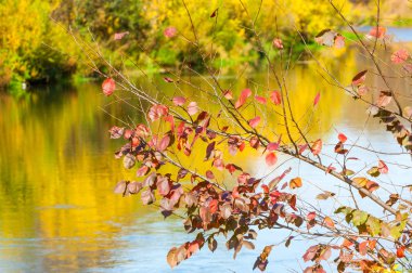 Sonbaharda nehir, yılın altın zamanı.