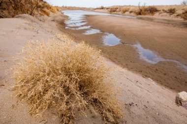 Tumbleweed
