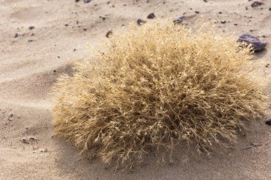 Tumbleweed