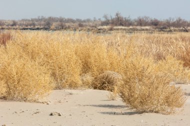 Tumbleweed