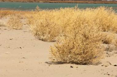 Tumbleweed